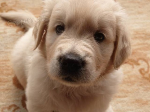 �t�n� zlat�ho retr�vra (Golden retrievera) s PP