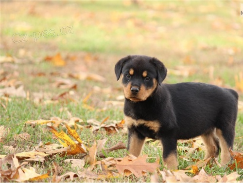 Krásné německé Rottweiler štěňata