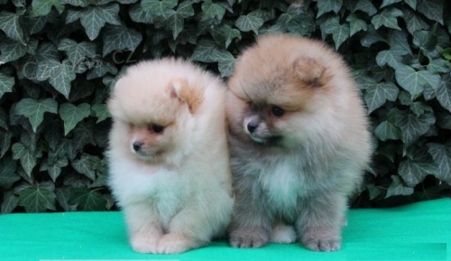 Nemecky Spic štěňata/Pomeranian