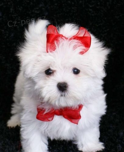 Rozko�n� maltsk� �tenat� ZADARMO