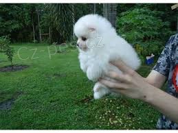 dvě krásná špic pomeranian štěňata