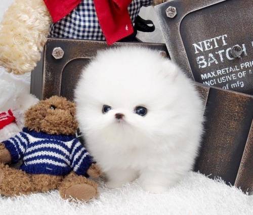 Rozkošná štěňátka z Pomeranian hračky