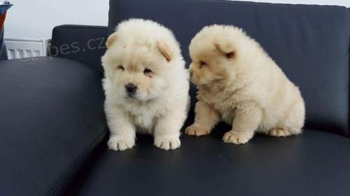 Chow Chow štěňata pro nové domovy