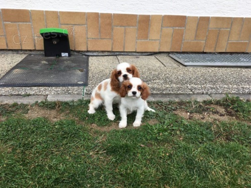 registrovaný kavalír king charles