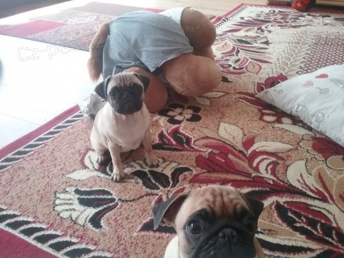 Mops Štěňata Připraveni budou mít