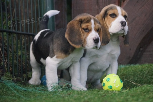 �t���tka beagle