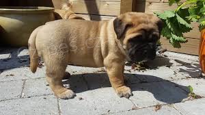 dobře vyškolení štěňata Bullmastiff
