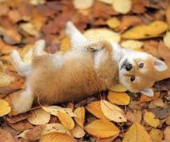 krásná štěňata Shiba inu připravená pro vás