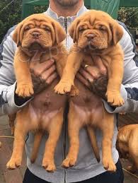 dvě dogue de bordeaux štěňátka k dispozici