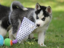 Štěňata sibiřského Husky