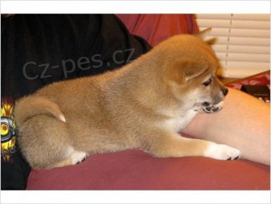 Shiba-inu štěnátka