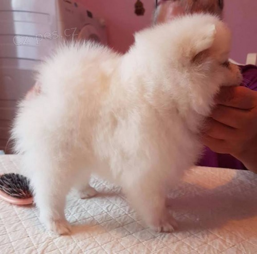 Německý špic Pomeranian
