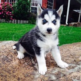 Štěňata sibiřského Husky