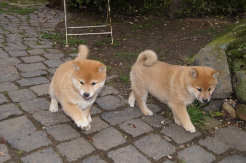 štěňata shiba inu pro adopci mužů a žen