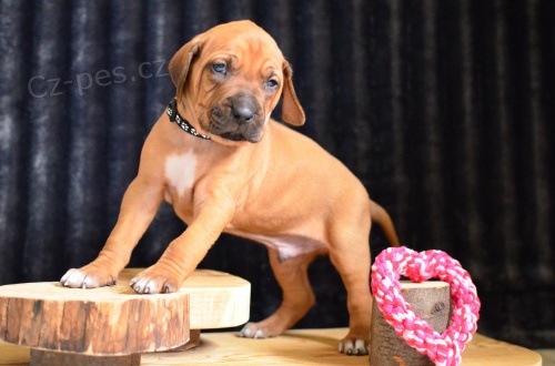 Rhodéský ridgeback / Rhodesian ridgeback - štěňátka s PP