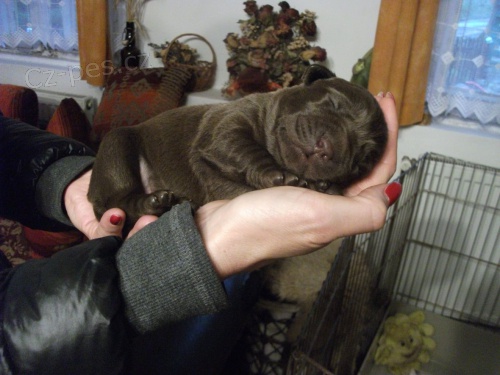 Labradorsk� retr�vr - �t���tka