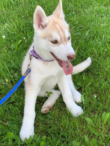 zdravá štěňátka husky