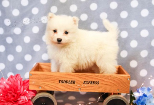 Samojed štěňata K dispozici Pro přijetí