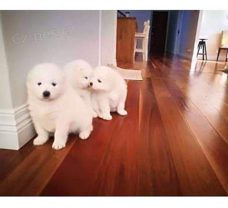 Samojed štěňata