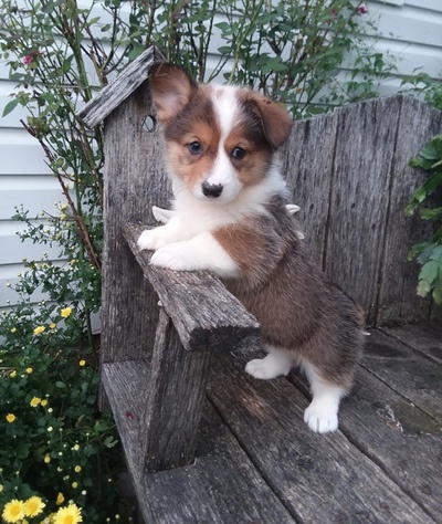 Welsh Corgi štěňátka