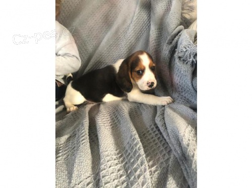 Beagle štěňata