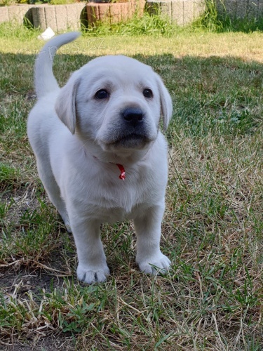  zdravá štěňata labradorští retrívři 
