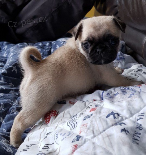 Domácí zvedl __Pug (štěňata pro dobrý domov