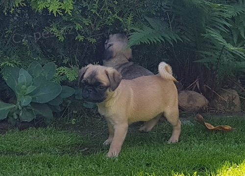 mops štěňata k dispozici, pokud se díváte, že mají první snímky mají také velmi milující a hravé přicházejí domů s jejich zdravotní záznam měkké posteli hračka malý pytel potravin pro více informací