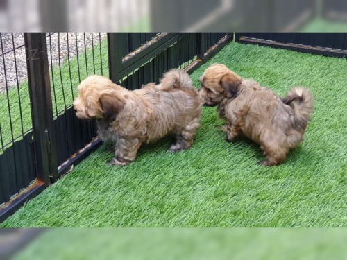  zdravá štěňátka Havanese 