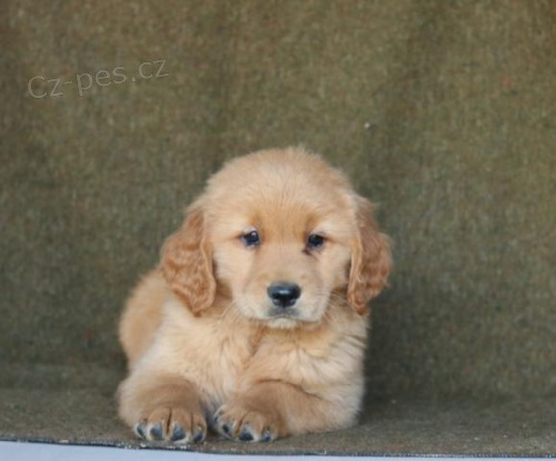 Zlatý retriever