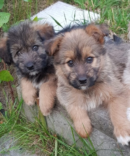 zdravá štěňata Braird k adopci