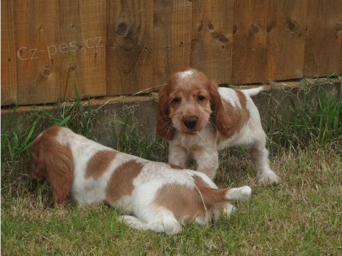 ORANGE ROAN COCKER SPANIEL ŠTĚŇATA