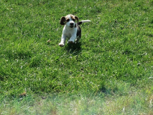 Štěňátka Kelly a Nelly Beagle Nyní Velmi výjimečná a dokonalá štěňátka z Beagle, která jsou všechny kontrolována a registrována veterináři, udělají velmi dobré domácí zvíře.