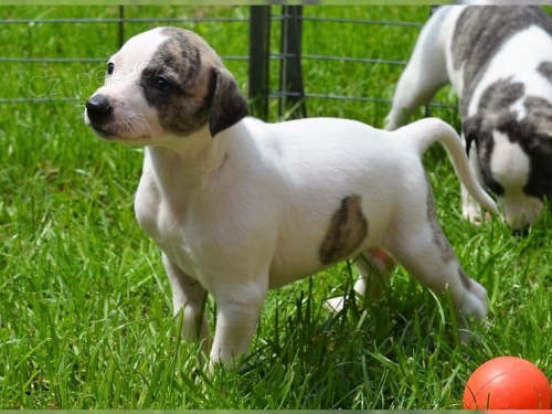 rozkošná italská X Whippet štěňata Tak jemná a milující .. Jsou velmi snadno trénovatelní a dychtiví k velmi přátelskému, odcházejícímu štěňátku Vet zkontrolována, odčervena a očkována aktuální.