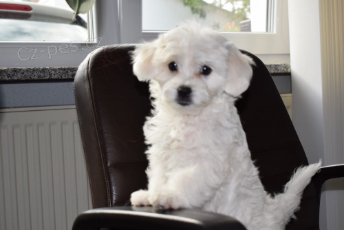 coton de tulear štěňata připravena na nové domy hned, kontakt pro více informací a obrázků, nejsou na prodej