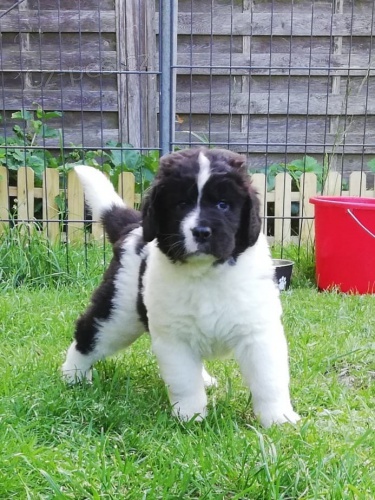 zdravá štěňátka Landseer pro přijetí