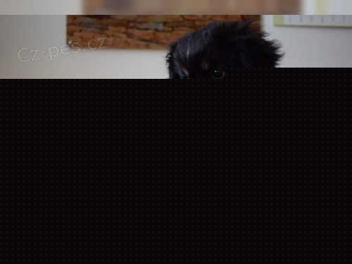 zdrav ttka Tibet Spaniel pro pijet
