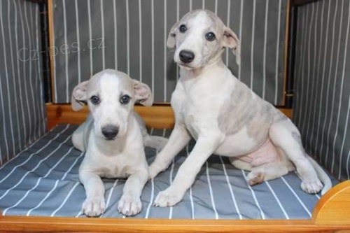 whippet muž a žena   štěňata připraveni jít co nejdříve do nových domovů.