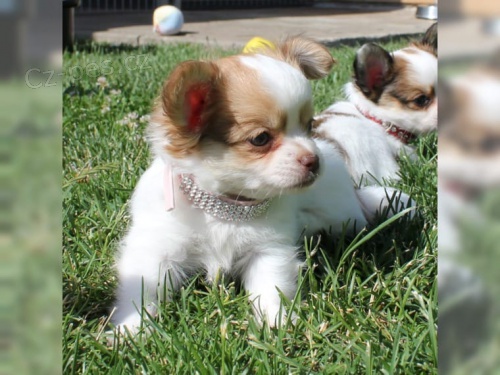 zdravá těňátka Chihuahua pro přijetí 