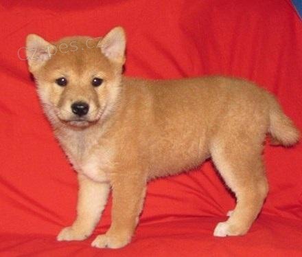 Vynikající Shiba Inu štěňátka jsou nyní k dispozici ... velmi dobrá osobnost, miluje lidi, miluje hrát, dobrá se všemi věky, velký dům pet., Aktuální na očkování, odčervený, veterinář byl dobrý, jeden rok záruka na genetiku a zdraví