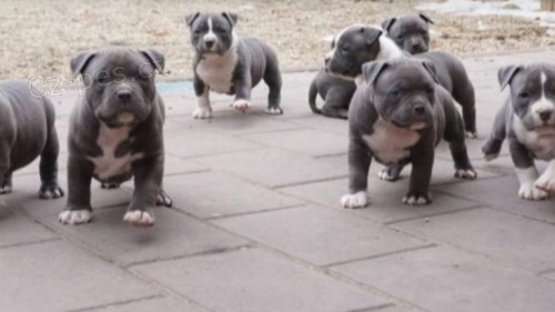 Americký Pitbull teriér štěňata bílá 5 generací rodokmenu 5 mužů a 6 fen k dispozici.