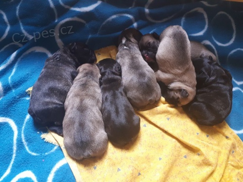 Nabzm tata fr. buldoka