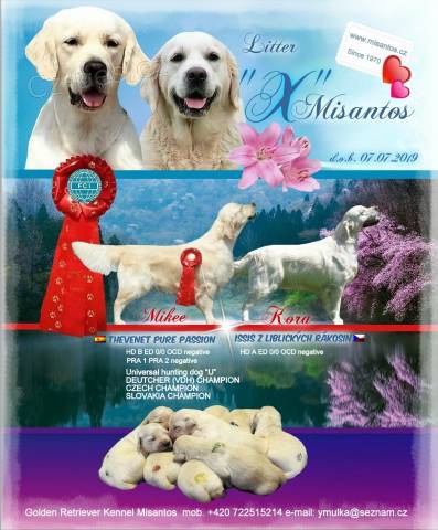 Golden Retriever - zlat� retr�vr �t��ata s PP