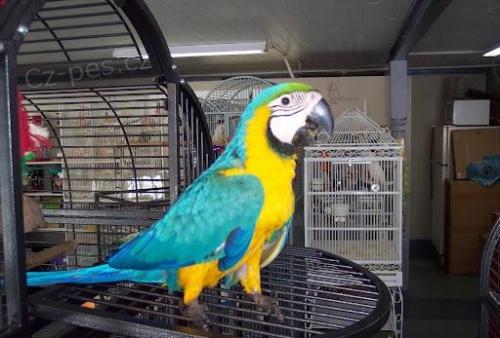 Modrá a zlatá papoušek ruka reagovala na prodej Neuvěřitelná maznavá macaw. Velmi velmi krotký výborný s dětmi a dalšími domácími mazlíčky. Šťastná rodina ho bude mít tolik času a lásky do jeho chovu rukou