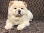 Chow chow štěňata všechny výjimečné kvality. Jsou jim 11 týdnů, štěňata jsou vychovávána v rodinném domě s malými dětmi a dalšími domácími mazlíčky. Budou velmi socializovaní a zvyklí na všechny zvuky domácnosti. Pro více informací o našich štěňatech nás 