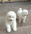 Dva vznešené samojed