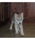  štěňata Wolf Hybrid