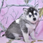 K dispozici úžasná štěňátka sibiřského husky Ve chvíli, kdy je vyzvednete, roztají vaše srdce a budou středem pozornosti vašeho domova. Byl bych vděčný, kdybyste mě mohli kontaktovat co nejdříve,
