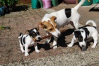 jack russell štěňata muž žena výstřely odčervené krátké nohy krátké srsti hnědá a bílá