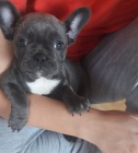 bulldog - Francouzsk ttka Bouledogue